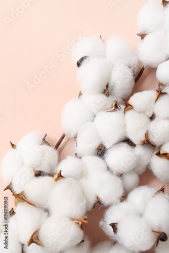 Cotton flowers on color bac...