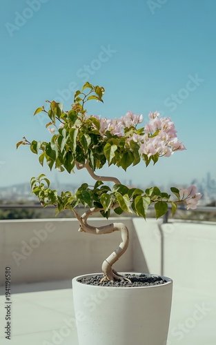 Elegant bougainvillea bonsai tree with pink flowers in white ceramic pot. Artistic bougainvillea bonsai plant displayed in a white ceramic pot creating a modern minimalist garden