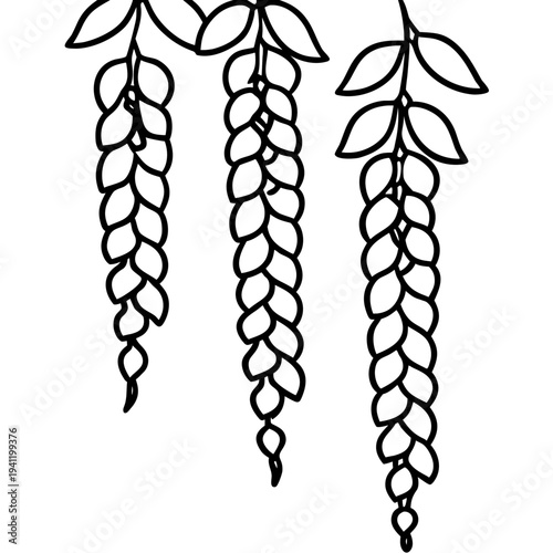 Climbing wisteria vine illustration minimalist botanical growth