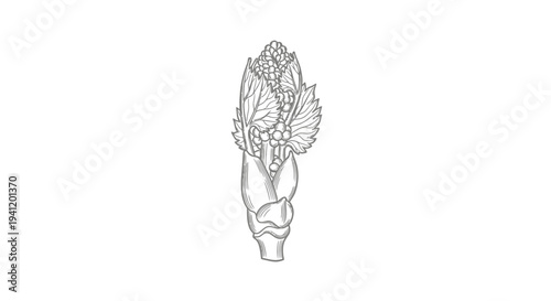 Detailed botanical illustration of a nascent plant bud revealing intricate natural growth patterns