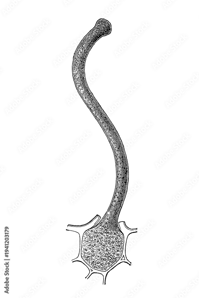 Obraz premium Cuphea viscosissima seed shape and mucilaginous thread, detailed microscopic sketch showing external form and hydrated thread extrusion upon wetting, old vintage illustration, 1897.