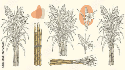 Vintage style botanical sketches illustrating various parts of the sugarcane plant including its tall stalks and delicate flowers.