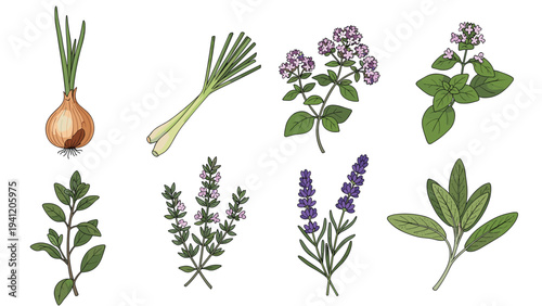 Beautifully illustrated set of fresh culinary and aromatic herbs including green onions, lemongrass, lavender, and sage.