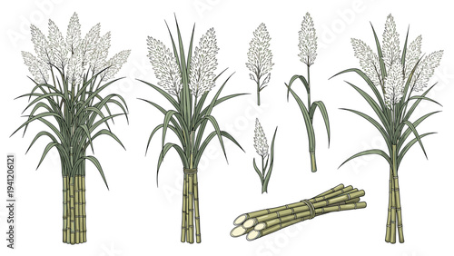 Detailed botanical illustrations of the sugarcane plant showing its growth from tall stalks to bundles ready for processing.