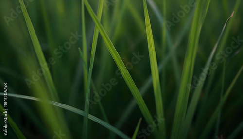 Close-up macro shot of lush green grass blades with soft focus background