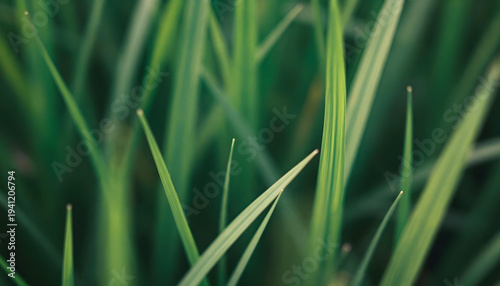 Close-up macro view of lush green grass blades with soft focus and natural light