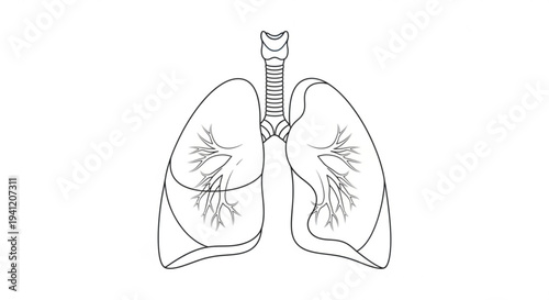 Human lungs with trachea and bronchi detailed anatomical illustration for medical education and health concepts