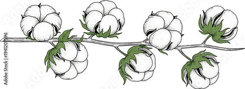 Cotton Plant Branch Vector Illustration with Cotton Bolls Hand Drawn Botanical Agriculture Crop Design