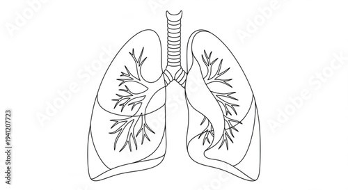 Detailed illustration of human lungs with trachea and bronchi medical anatomy