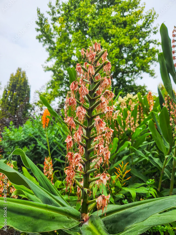 Obraz premium Ginger Lily in Bloom