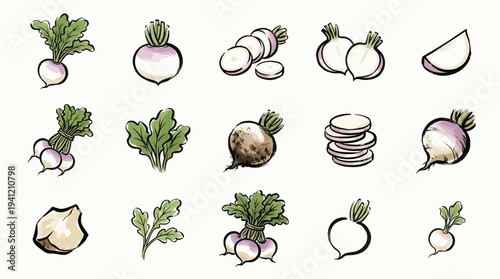 A collection of various hand-drawn turnip illustrations, showing whole turnips, sliced turnips, and turnips with their green leaves.