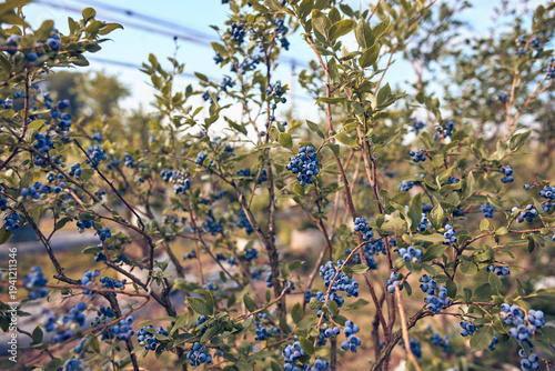 Fresh blueberries ready for seasonal picking on a farm.