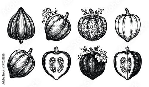 Collection of pumpkins and gourds in various shapes and sizes hand drawn style