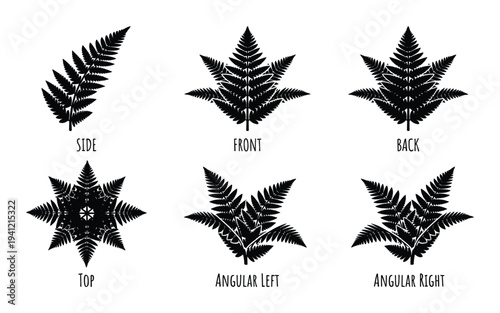 Green fern leaf silhouette set from different angles and perspectives