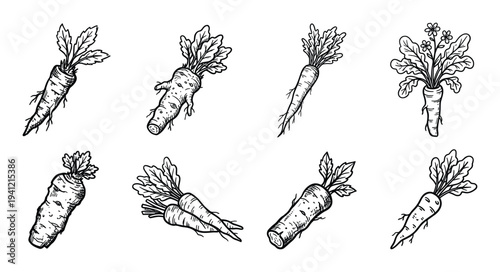 Hand drawn collection of different carrots on a transparent background vector illustration