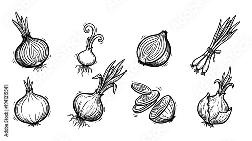 Hand drawn sketch of onions and shallots on transparent background