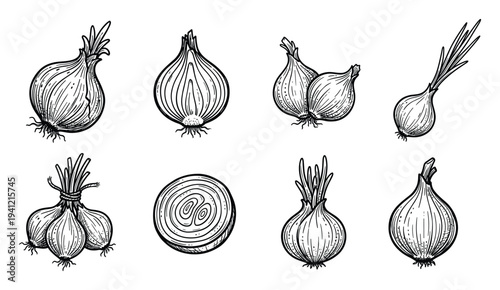 Onion variety collection with whole sliced and bundled bulbs in engraving style