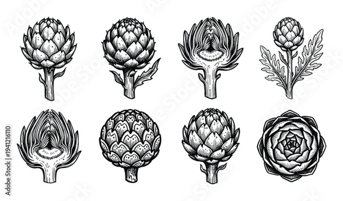 Set of eight detailed hand-drawn artichoke illustrations in various stages and cuts
