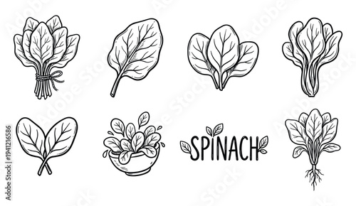 Spinach leaf and bunch illustrations in hand drawn engraving style