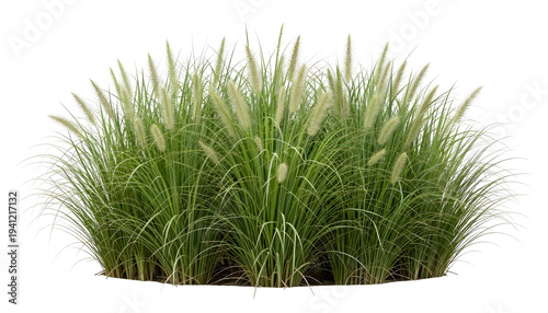 Lush green ornamental fountain grass with feathery plumes on a white background