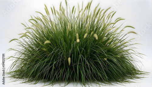 Lush ornamental grass with feathery plumes stands tall against a clean white background