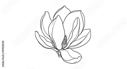 Elegant botanical line art of a blooming magnolia flower illustrating its delicate petals and
