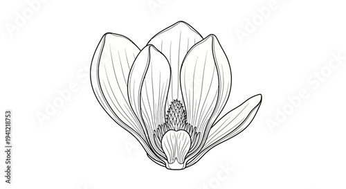 Beautiful monochromatic line drawing of a vibrant magnolia blossom capturing its intricate design