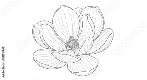 Graceful outline illustration of a blossoming flower with delicate petals and elegant botanical