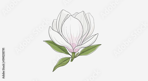 Delicate watercolor-inspired magnolia flower illustration perfect for botanical themes