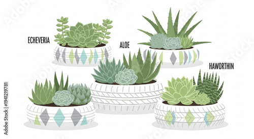 Variety of succulents in decorative pots with labels echeveria aloe and haworthia indoor plants
