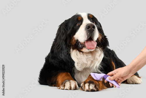 Owner brushing her cute Ber...