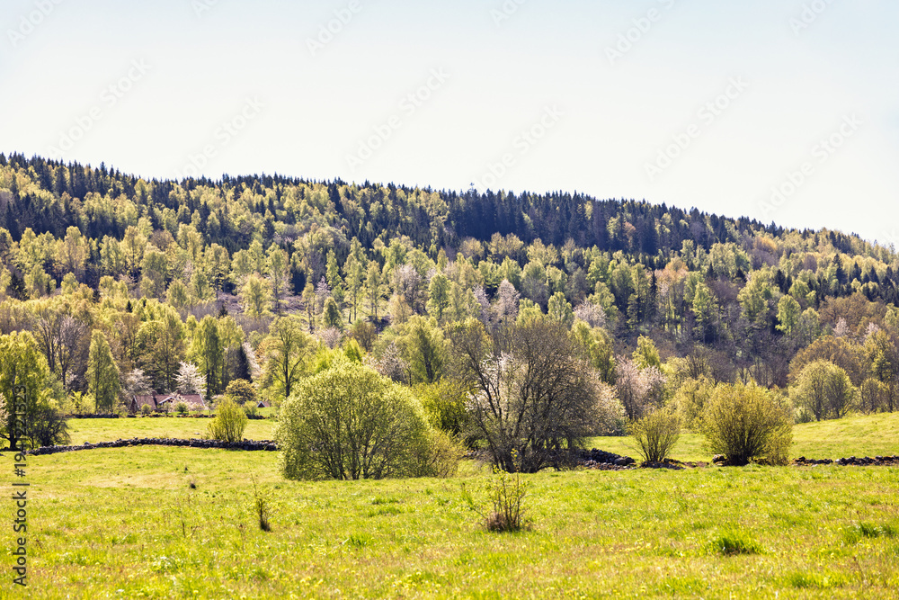 Obraz premium Lush green budding trees in the countryside a sunny spring day