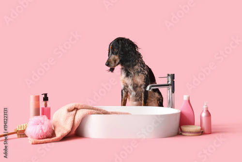 Cute cocker spaniel with si...