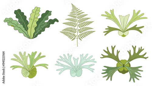 A diverse collection of vibrant tropical fern and exotic foliage elements, illustrated as unique botanical vector graphics for various designs