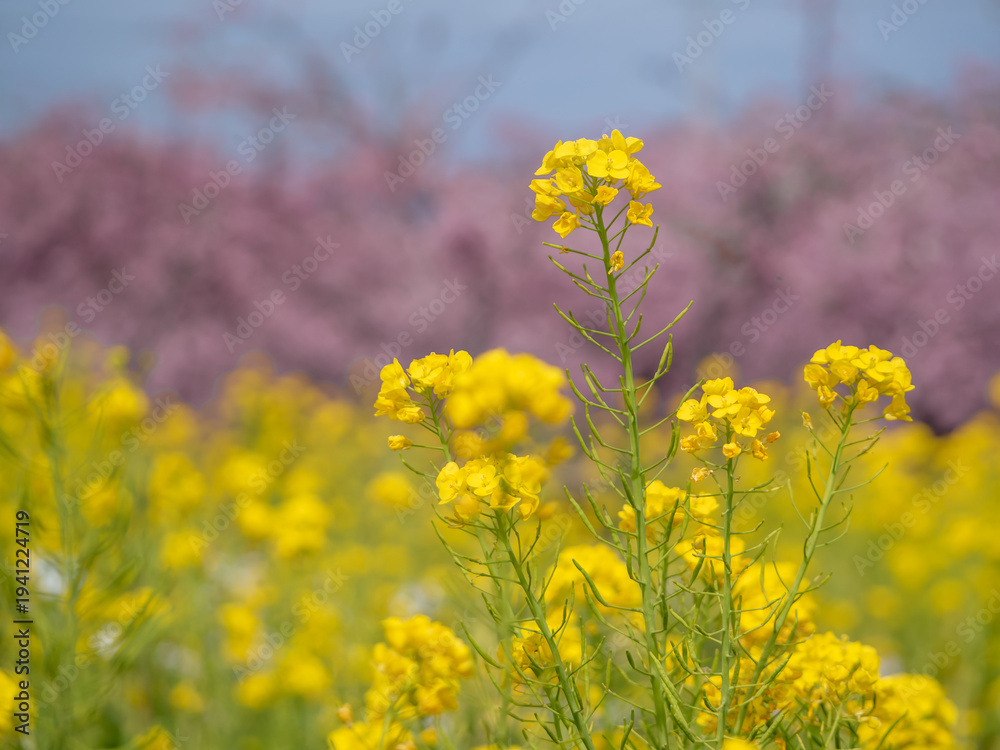 Obraz premium A close-up of vibrant yellow rape blossoms in focus, set against a soft, blurry backdrop of deep pink Kawazu cherry blossoms. This colorful composition captures the bright and cheerful atmosphere of a