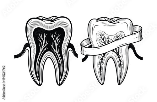 Pair of vector human teeth illustrations showing internal structure and one with ribbon