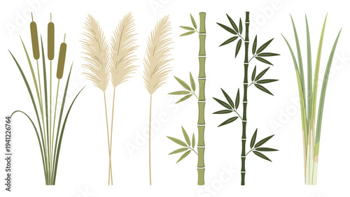 Diverse botanical set elements featuring various tropical foliage cattails, pampas grass, bamboo stalks, and green reeds vector illustration