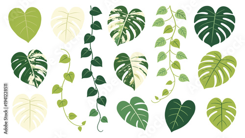 A captivating set of various tropical foliage elements and Monstera plant collection, perfect for diverse design projects