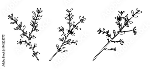 Oregano herb set with a single sprig and weight line art design featuring culinary, minimalist, organic with fresh and simple