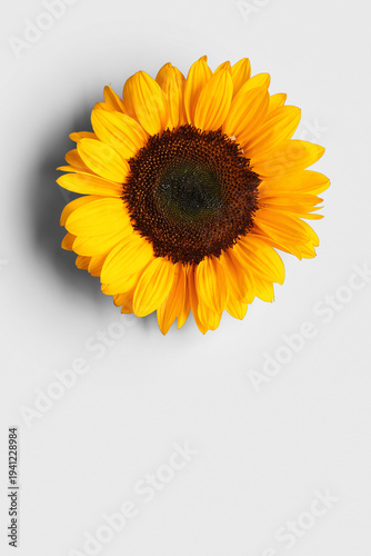 Beautiful sunflower on blue...
