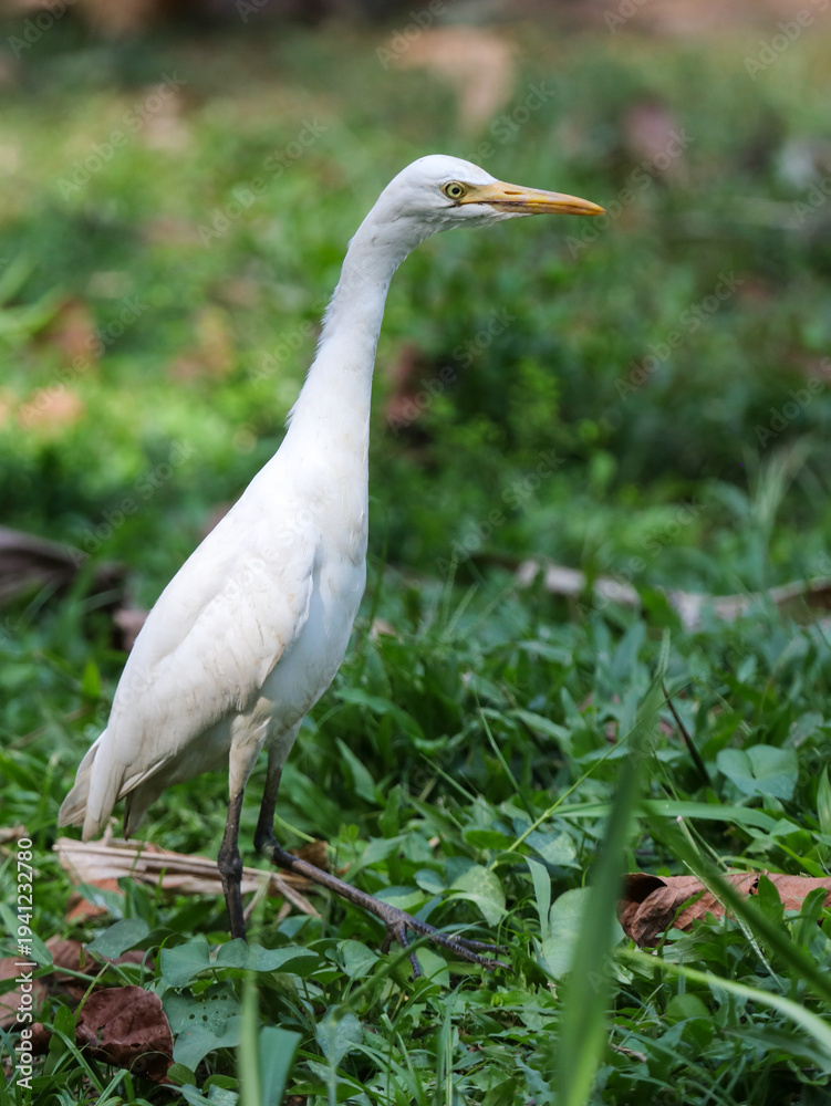 Fototapeta premium A white bird is standing in the grass