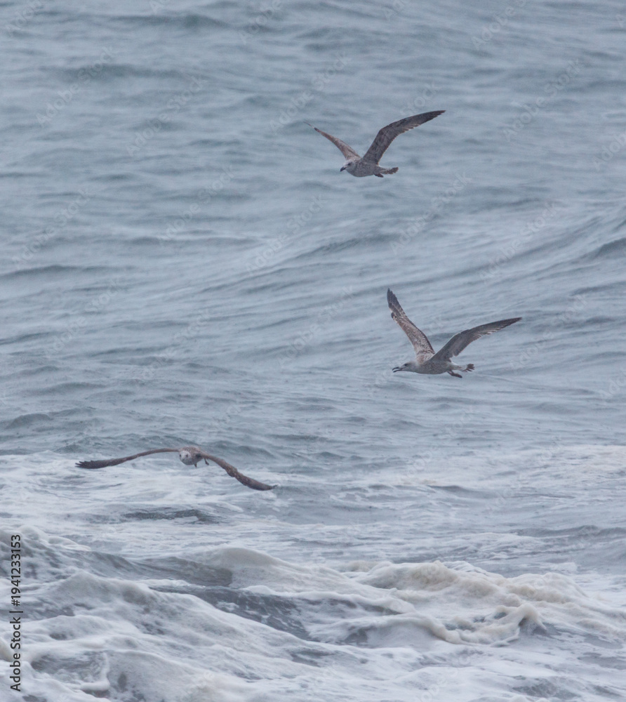 Fototapeta premium Three birds flying over the ocean