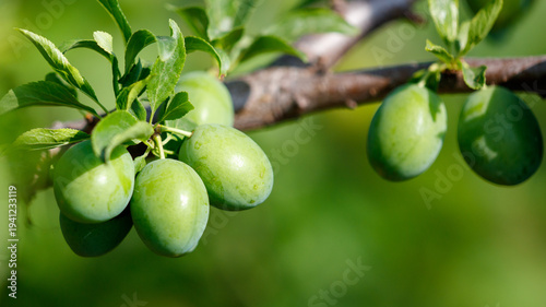 Small green plums on a tree in spring
