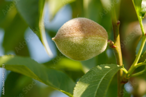 Small peaches on a tree in spring. Close-up