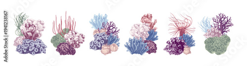 Hand drawn coral reef groups. Underwater life sketch