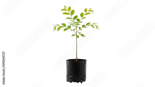 Small Green Sapling Plant in Black Plastic Bag
