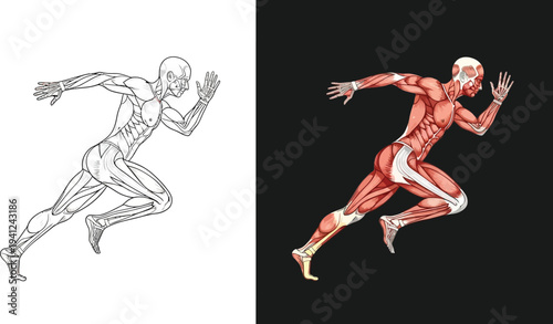Detailed anatomical illustration of a human runner, showcasing muscular and skeletal systems in motion, with both line art and colored versions.