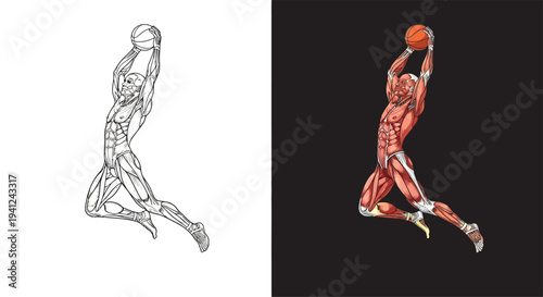 Anatomical illustration of a basketball player in a dunking pose, showing muscle structure in both line art and colored versions.