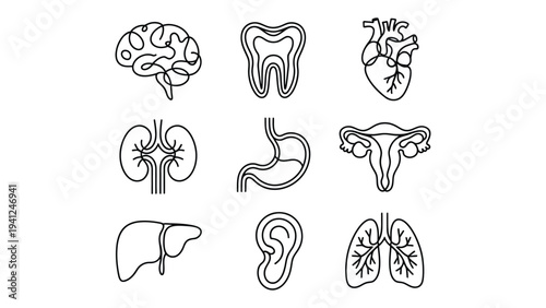 human organs line art icon set including brain, tooth, heart, lungs, stomach, kidneys, liver, uterus and ear, minimalist medical anatomy outline illustrations isolated on white background 