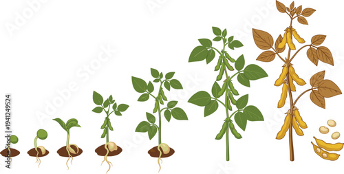 Soybean Plant Growth Stages From Seed Germination to Mature Soy Plant Botanical Vector Illustration
